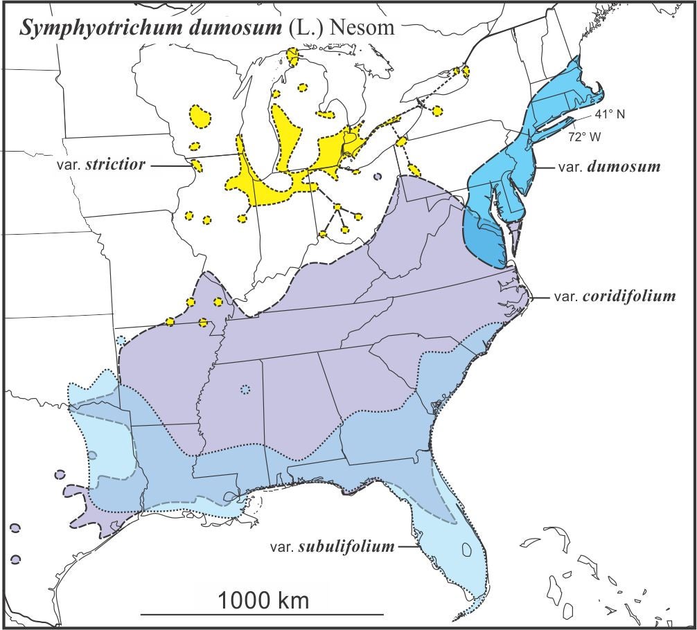 Symphyotrichum dumosum range JCS