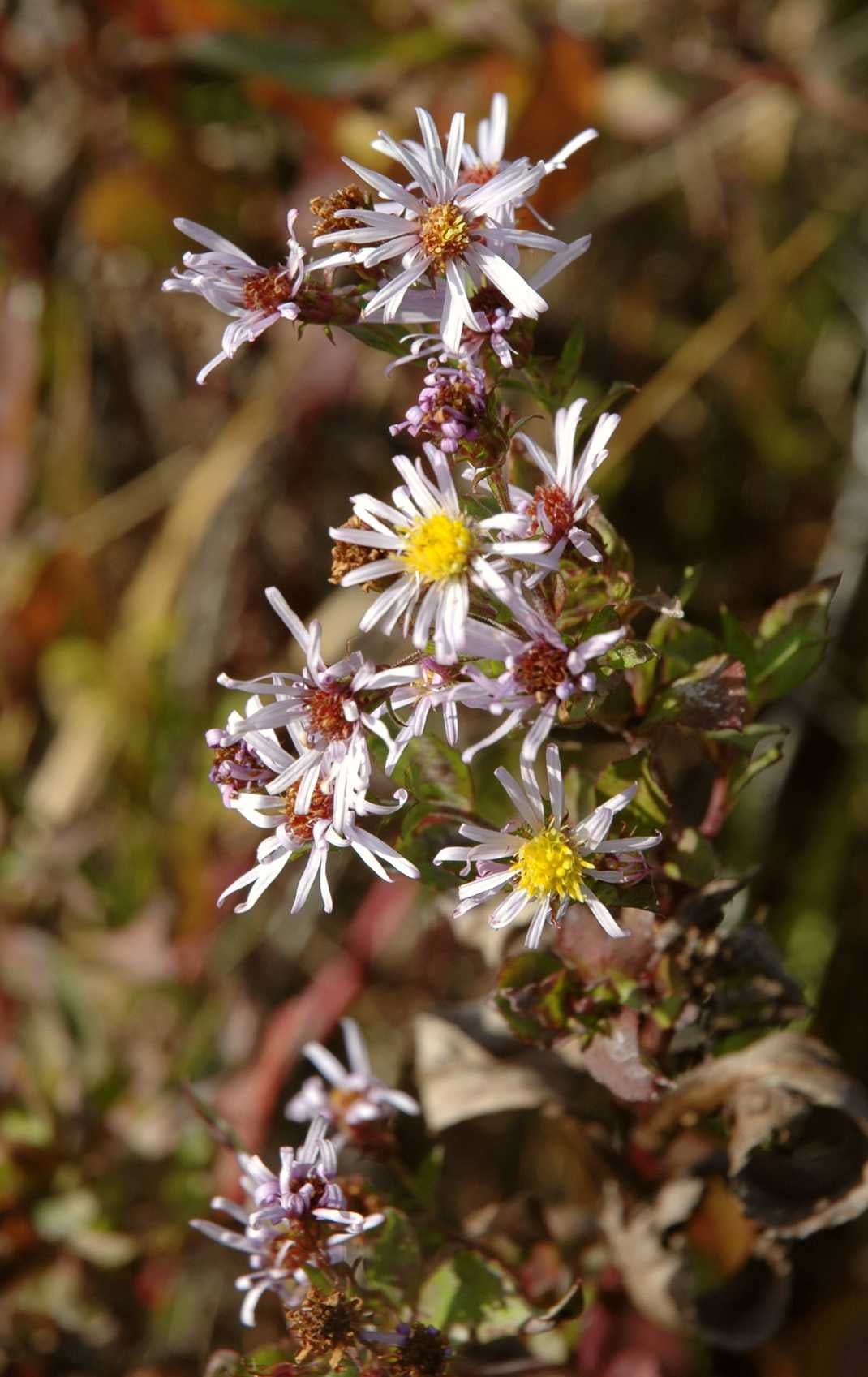 Symphyotrichum elliotii inflor S 11711 FL
