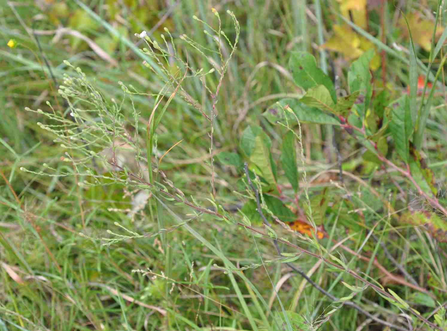 Symphyotrichum estesii S 11858 large shoot