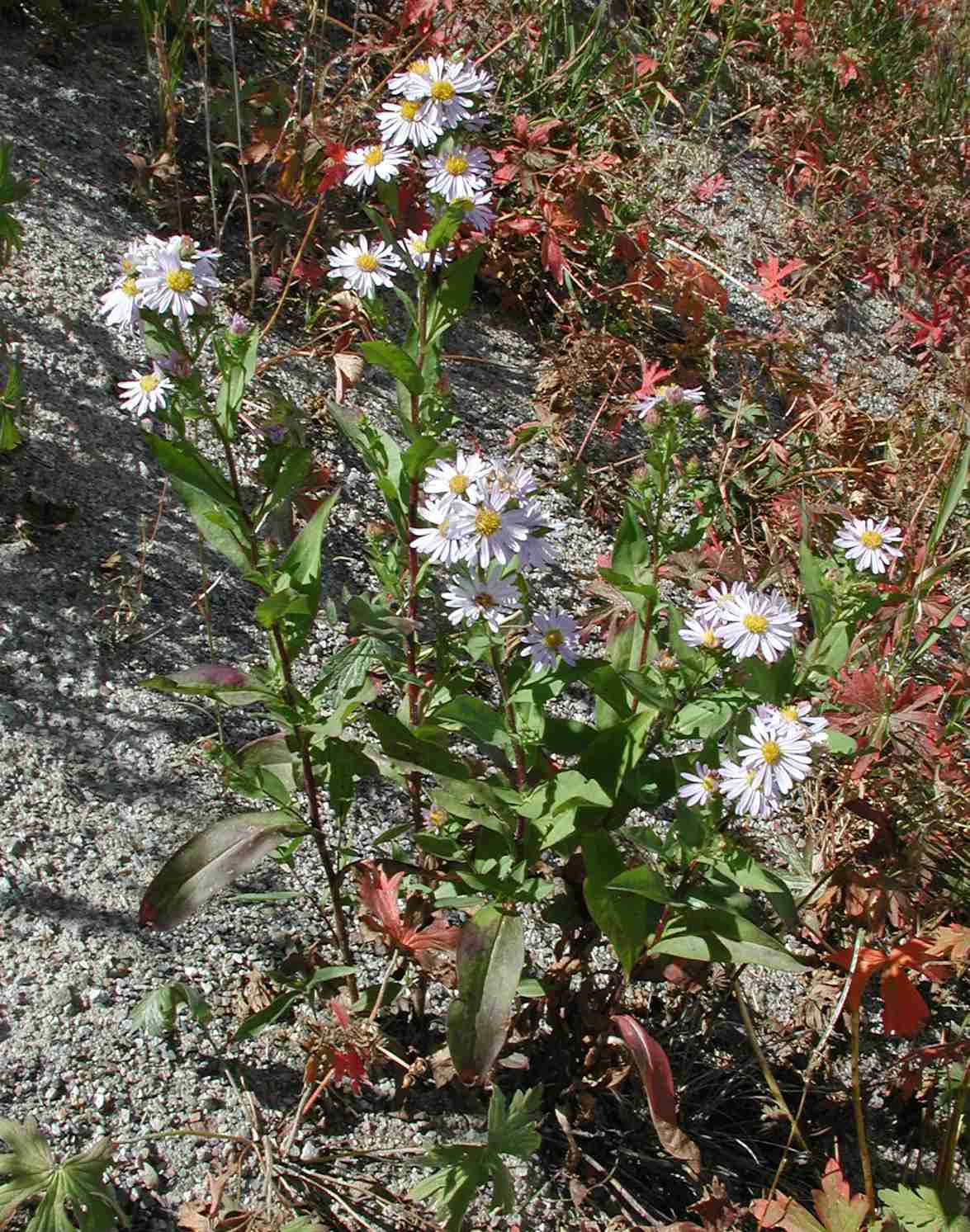 Symphyotrichum foliaceum 11286 habit
