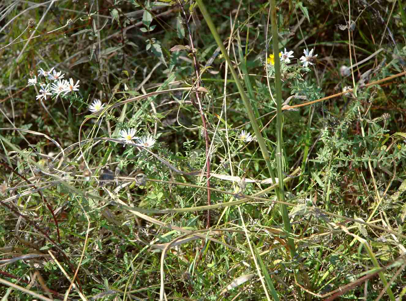 Symphyotrichum fontinale S 11706