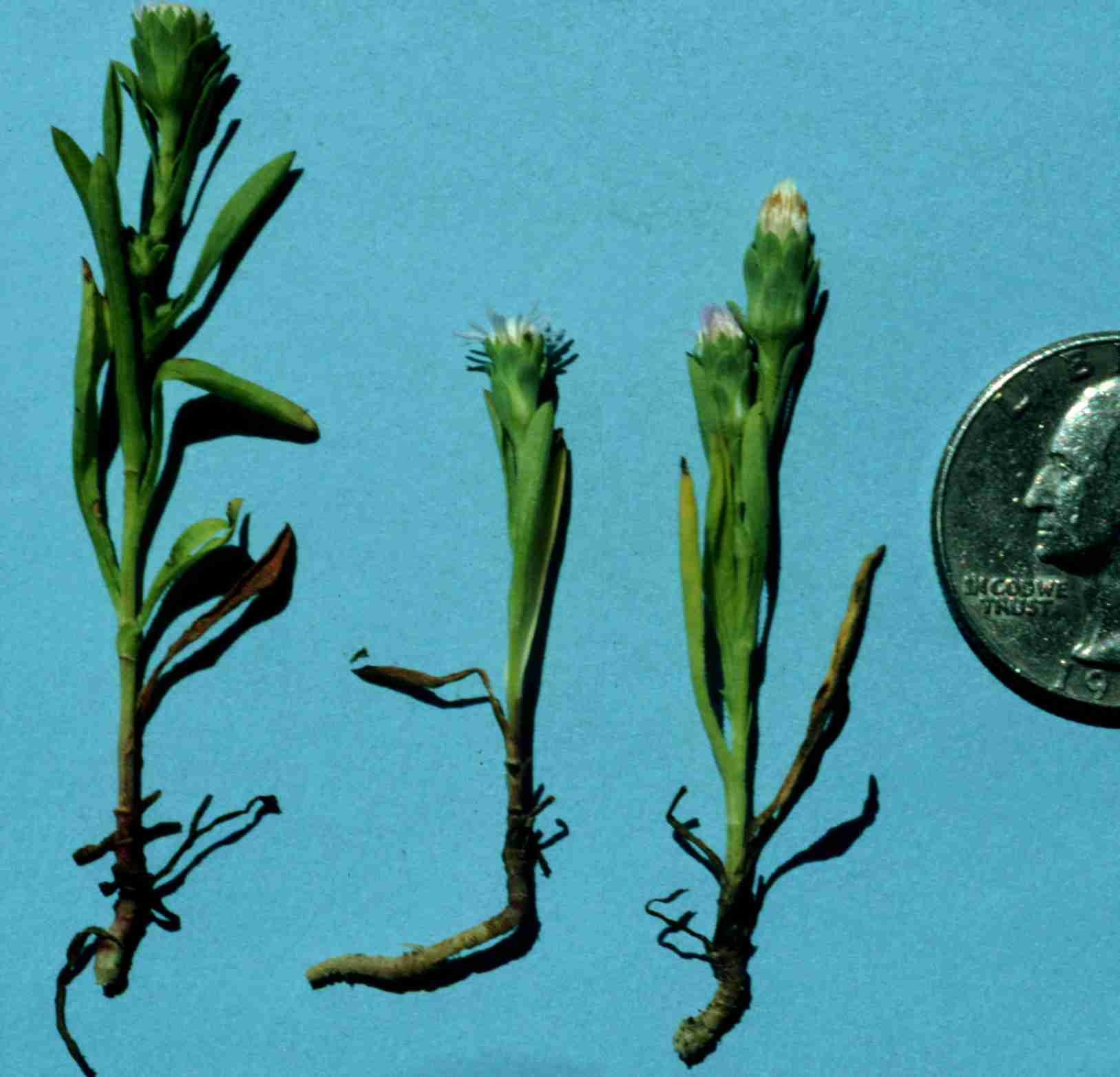 Symphyotrichum frondosum 8718