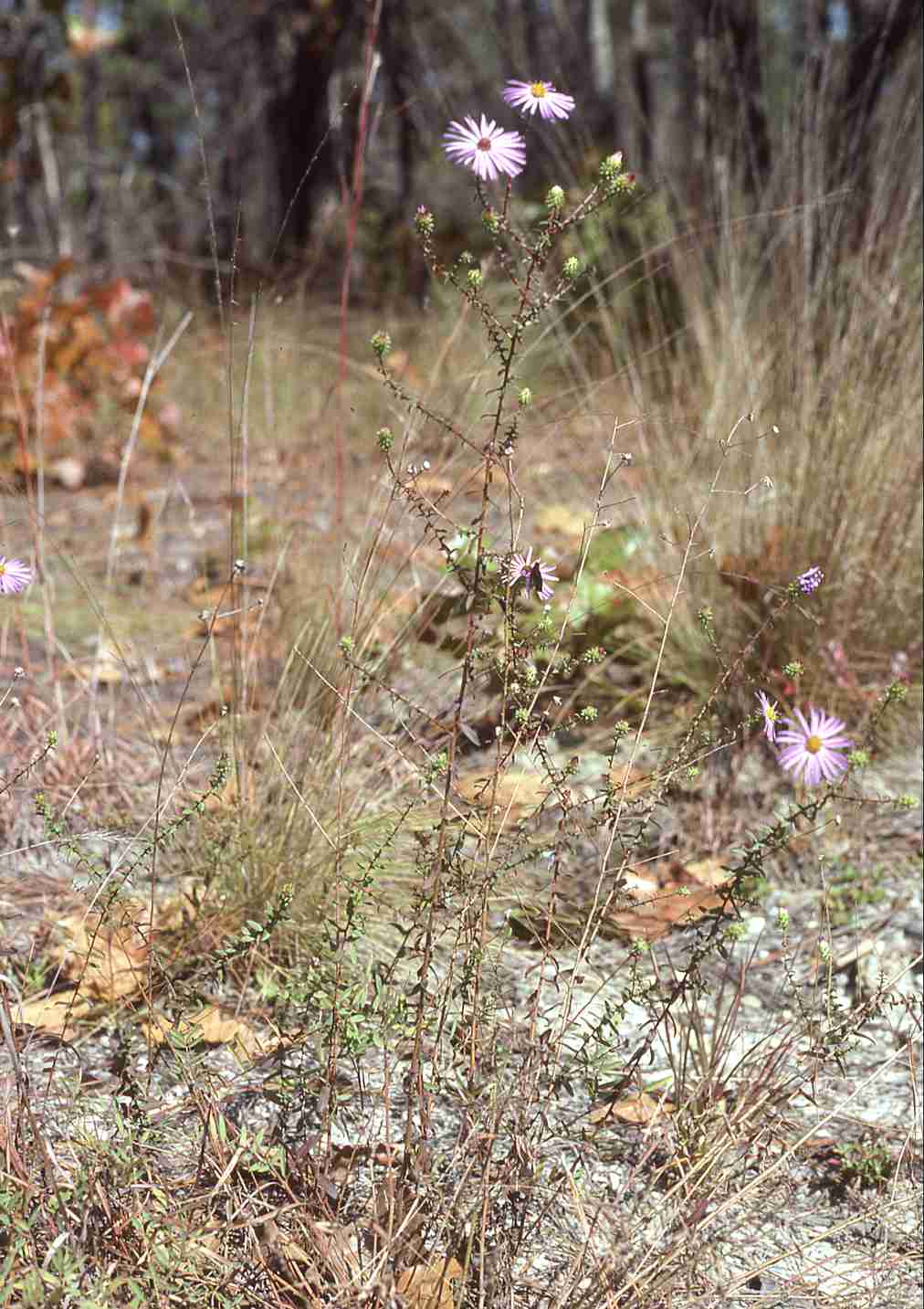 Symphyotrichum grandiflorum 6071 NC shoot