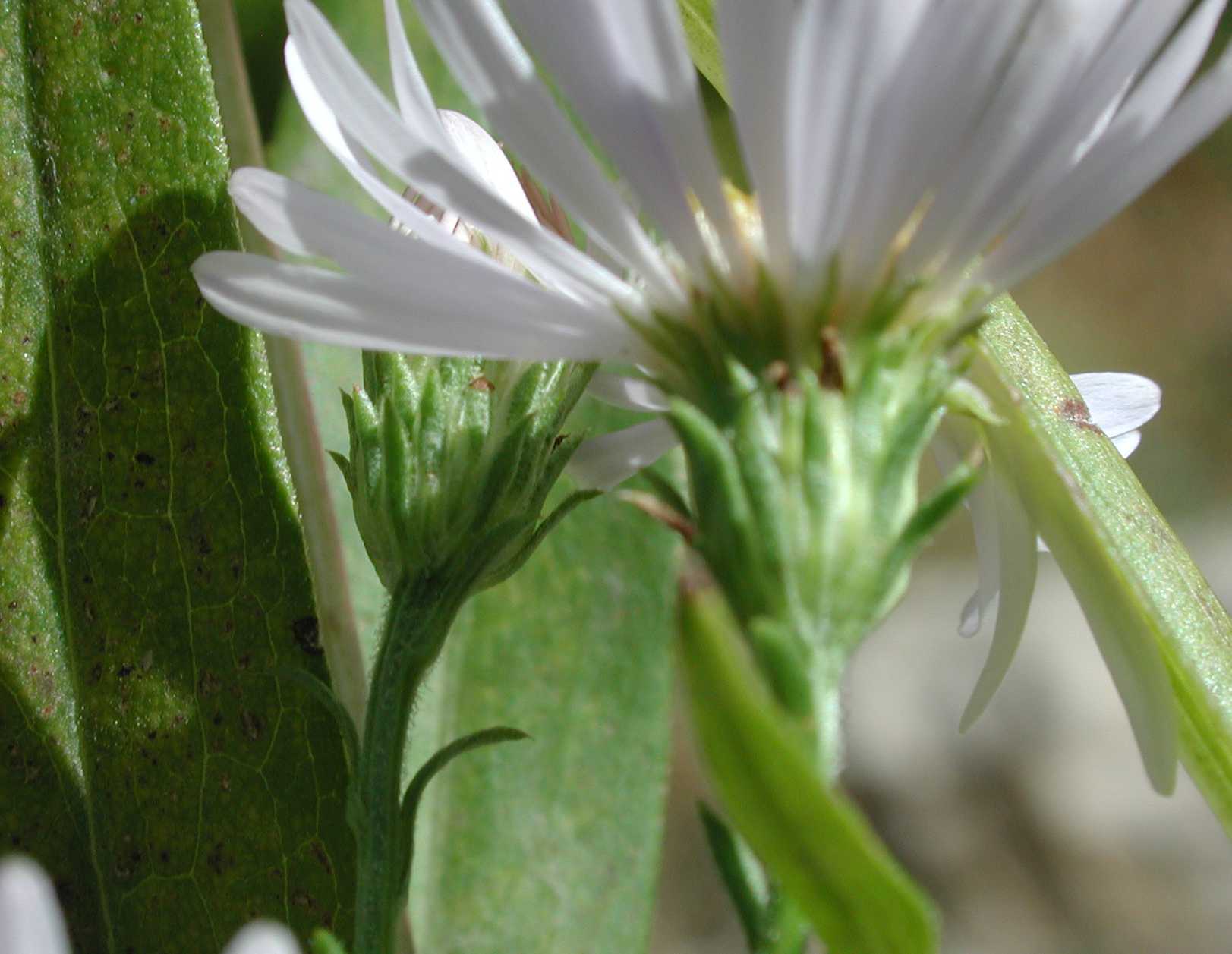 Symphyotrichum lanceolatum hesperium S 11273 invol