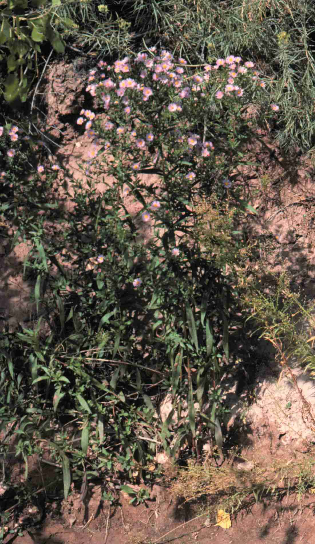 Symphyotrichum lanceolatum hesperium S 7856 UT
