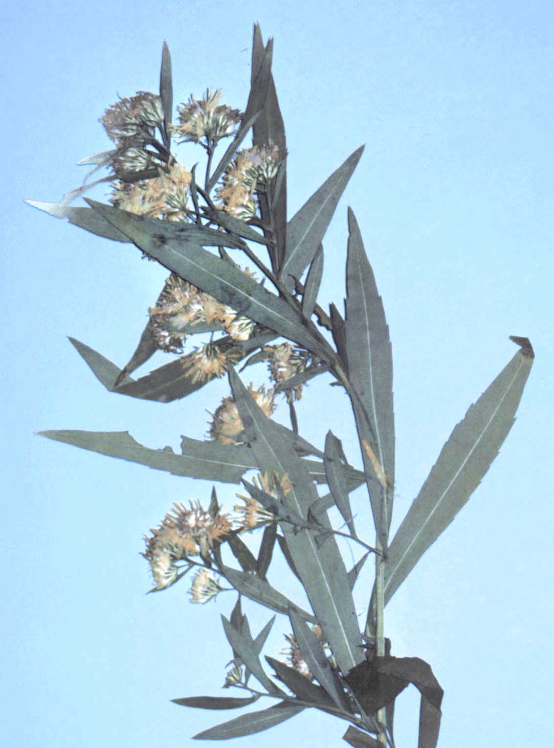 Symphyotrichum lanceolatum var. latifolium Ch & H 289 WAT, holotype