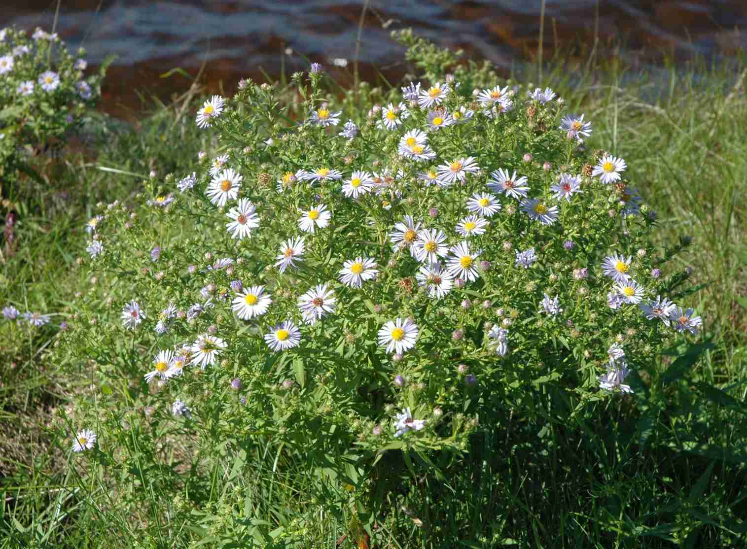 Symphyotrichum novi-belgii NS near Dalvay Lodge NP