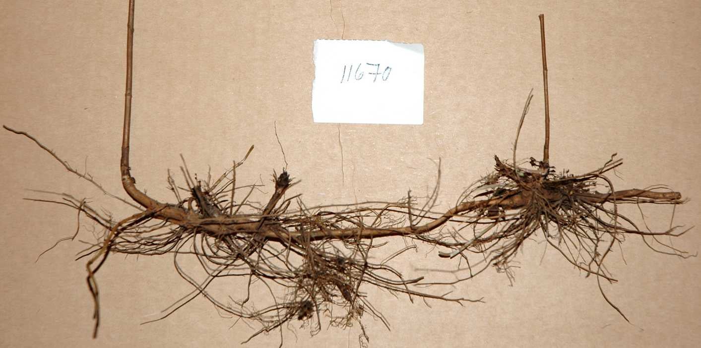 Symphyotrichum patens var patens S 11670 rhizome