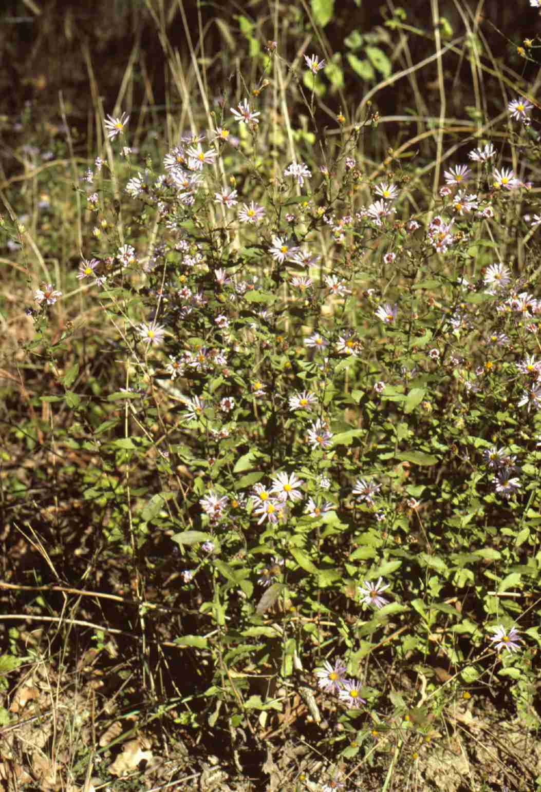 Symphyotrichum patens patens S 6442 TX