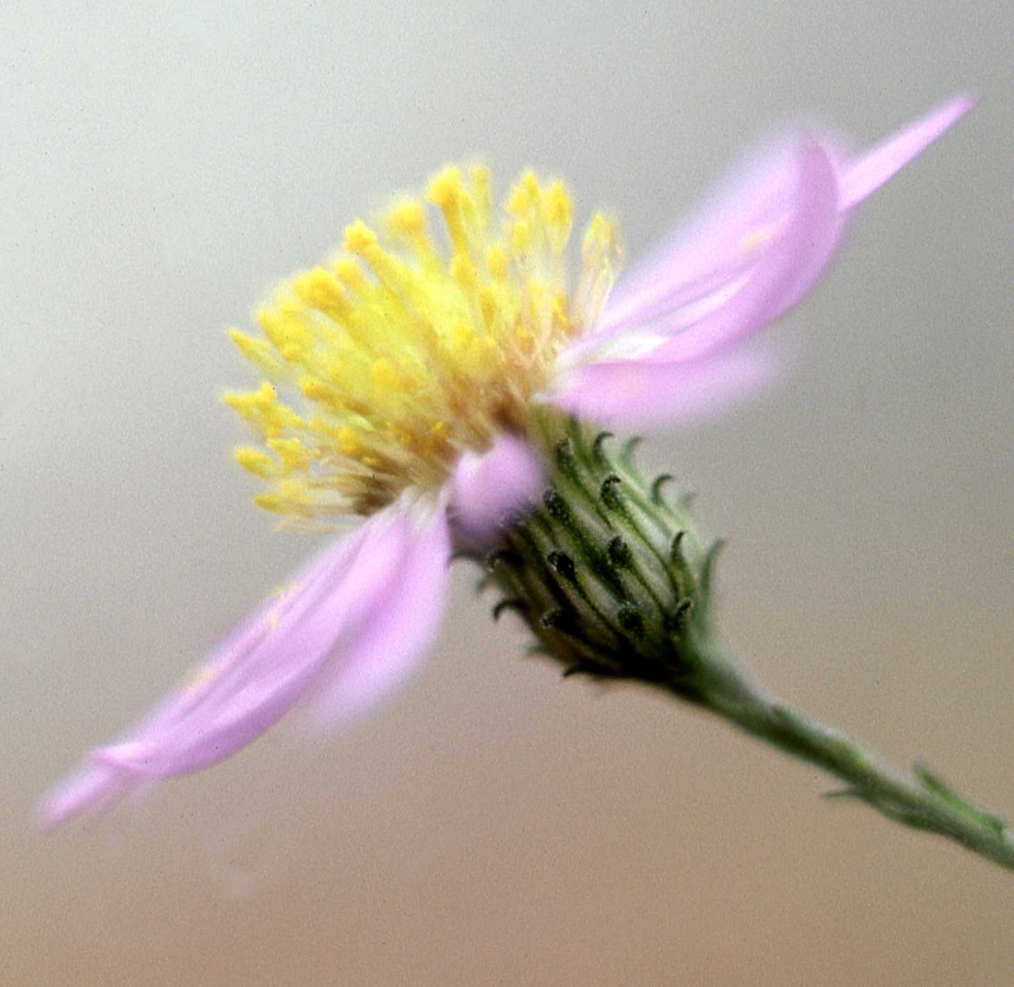 Symphyotrichum phlogifolium 2985 hd