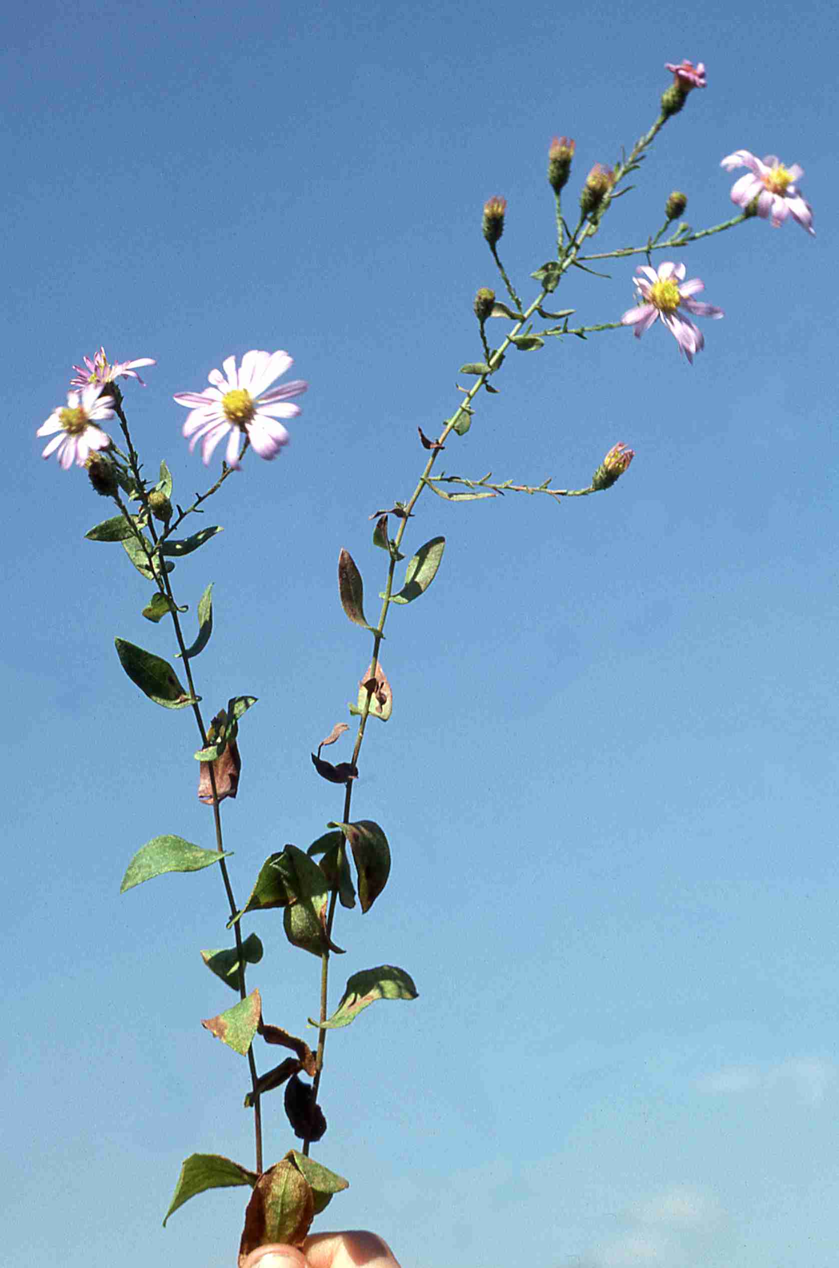Symphyotrichum phlogifolium S 2985 inflors