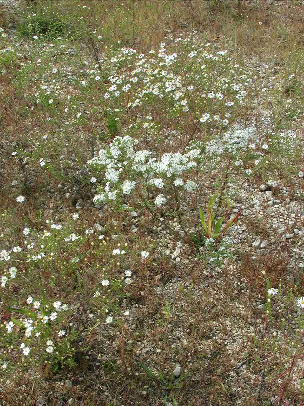 Symphyotrichum pilosum var pilosum Windsor ON
