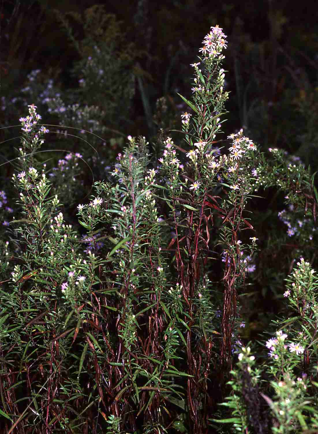 Symphyotrichum praealtum var praealtum S 6792 ON