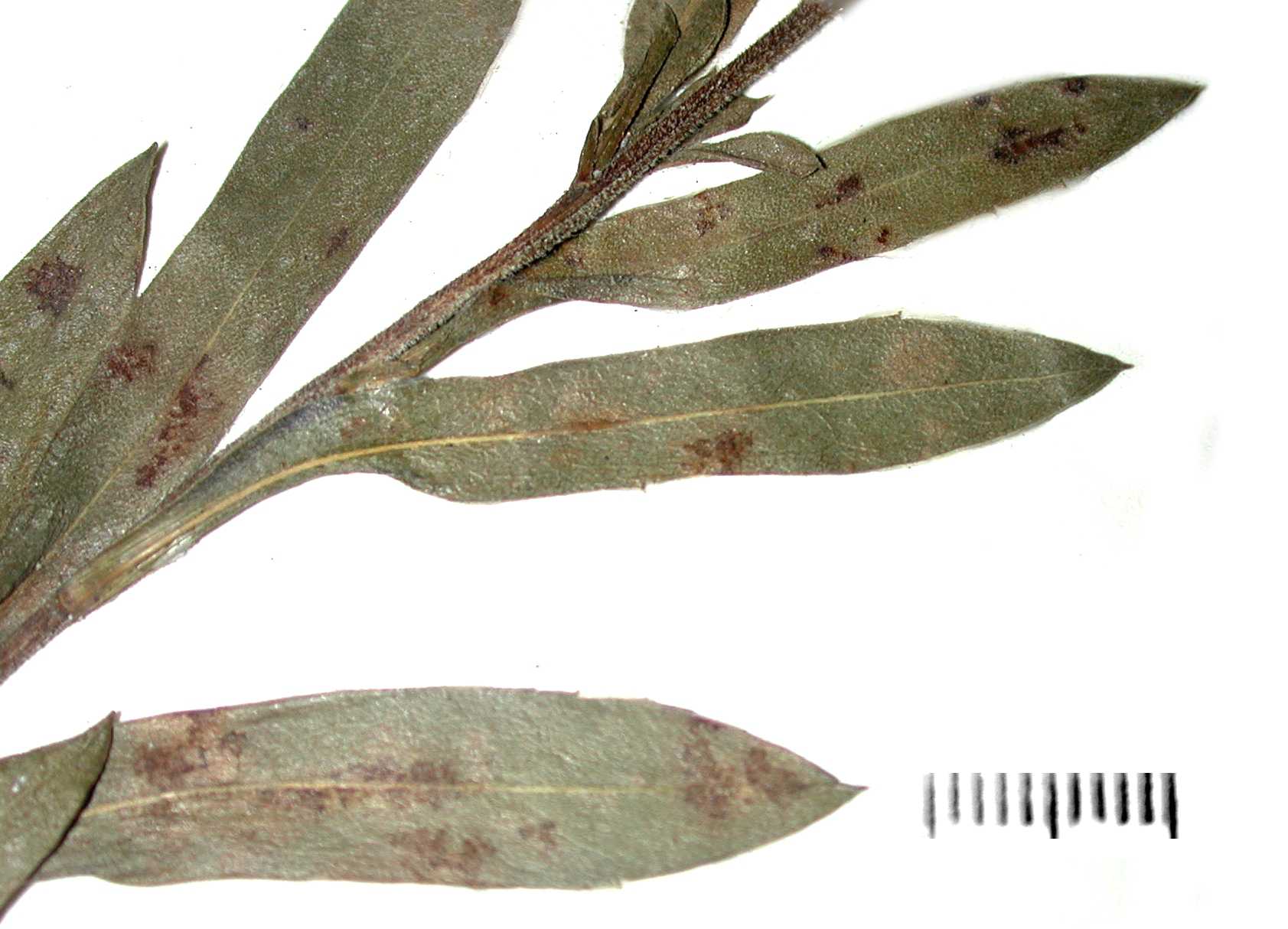 Symphyotrichum pratense Whetstone 14804 JSU AL mid stm lv