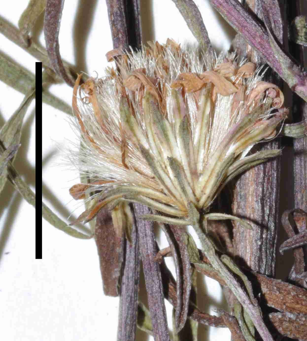 Symphyotrichum simmondsii 5397 mat hd