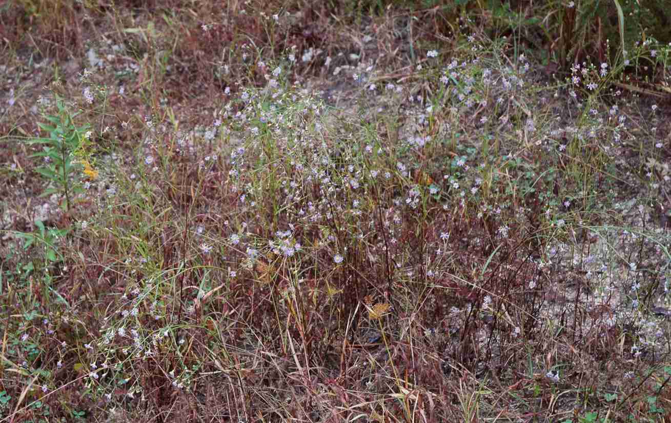 Symphyotrichum subulatum fl 11638 FL
