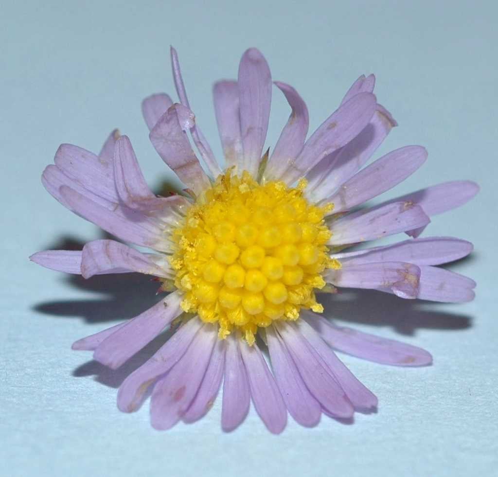 Symphyotrichum subulatum habit S 11638 FL