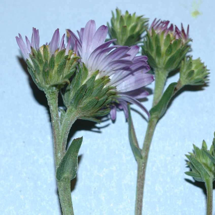 Symphyotrichum spathulatum hds S 11361 ID