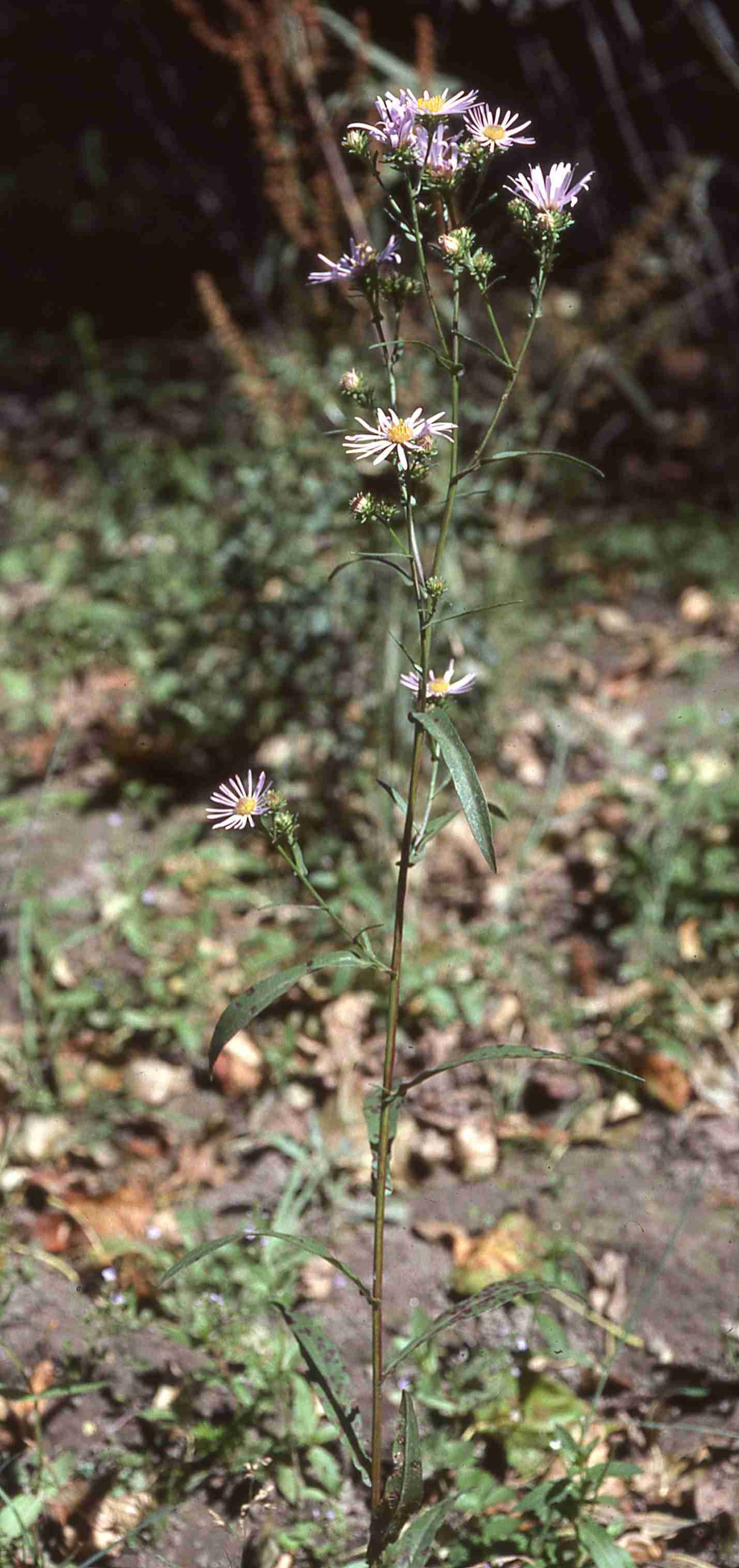 Symphyotrichum spathulatum inflor S 7199