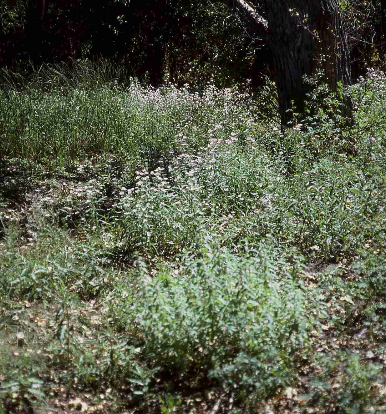 Symphyotrichum spathulatum pop S 7199 ID