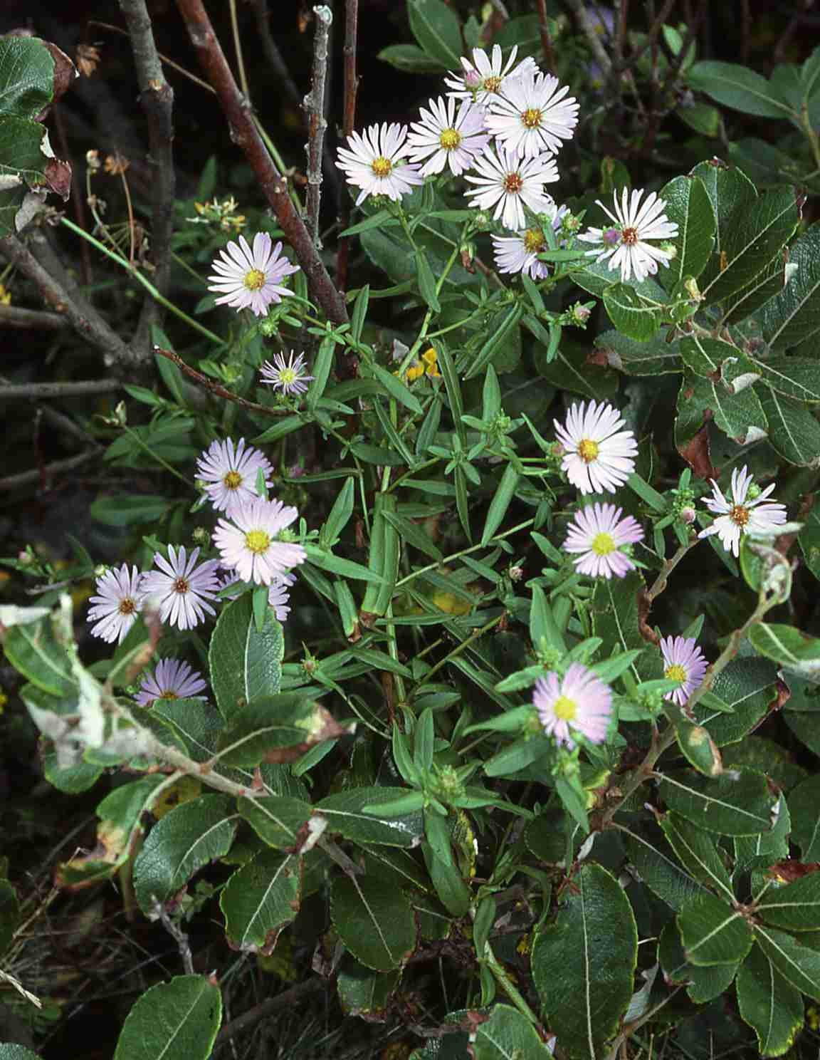 Symphyotrichum subspicatum S & Bt 7116 OR
