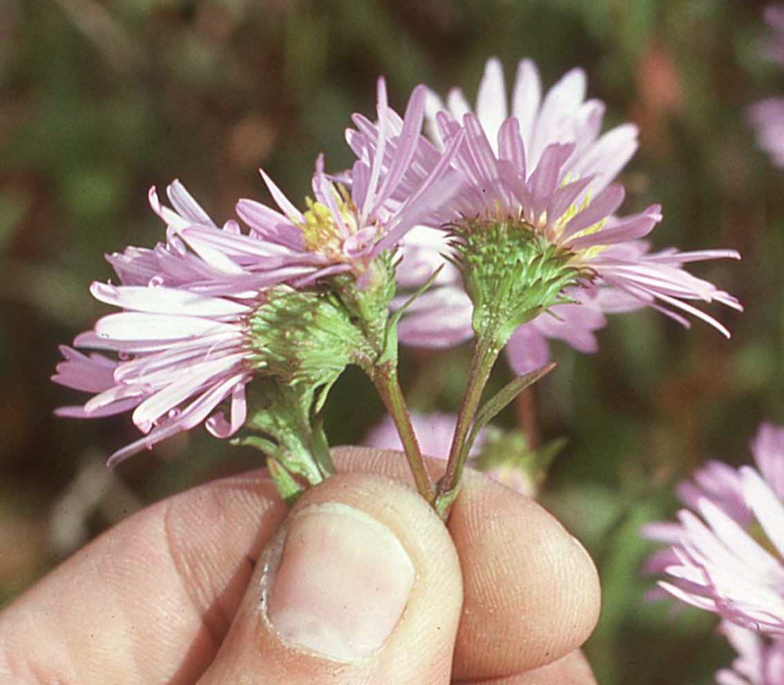 Symphyotrichum subspicatum hds Banff NP
