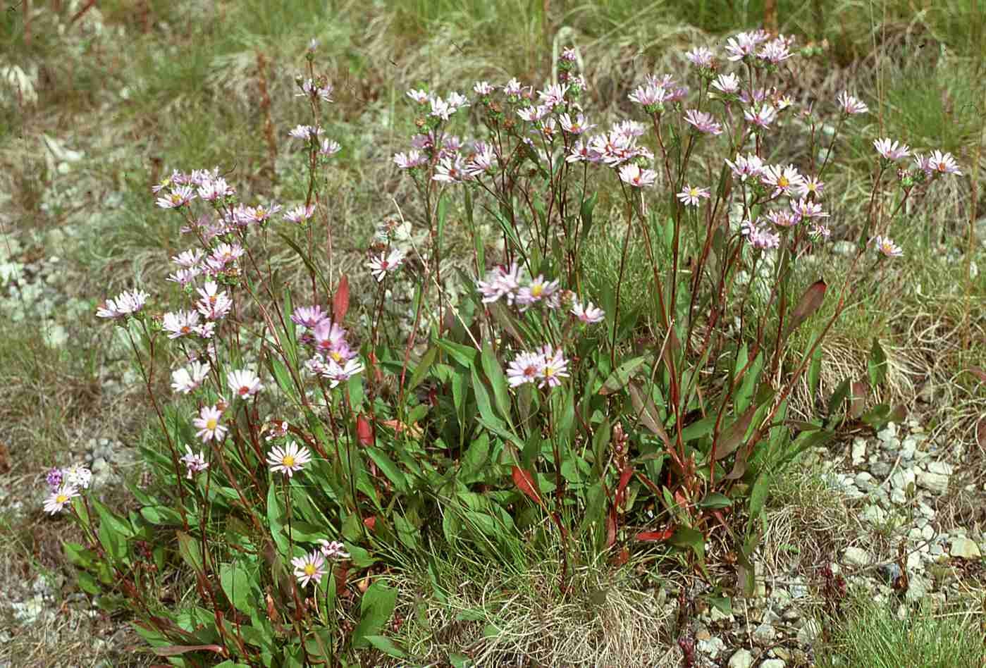 Symphyotrichum subspicatum plants Banff NP