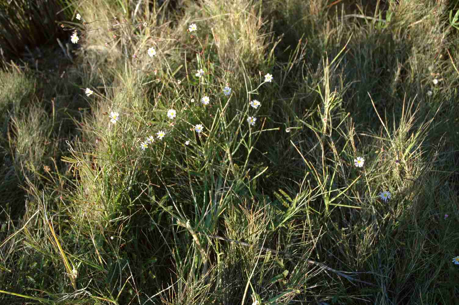 Symphyotrichum tenuifolium var aphyllym 11712 FL