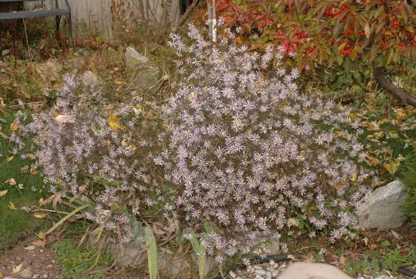 Symphyotrichum turbinellum cult. Waterloo