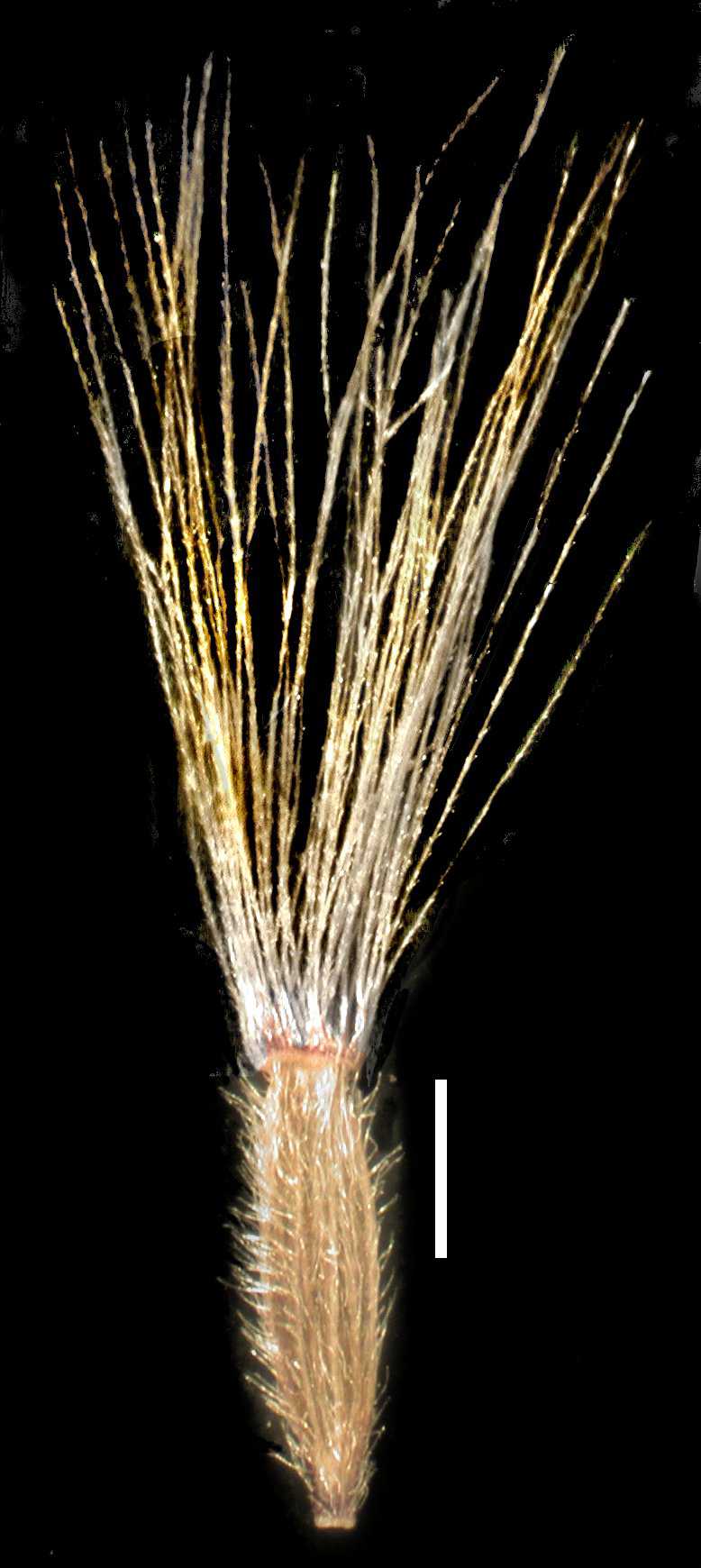 Symphyotrichum yukonense S 10624 frt