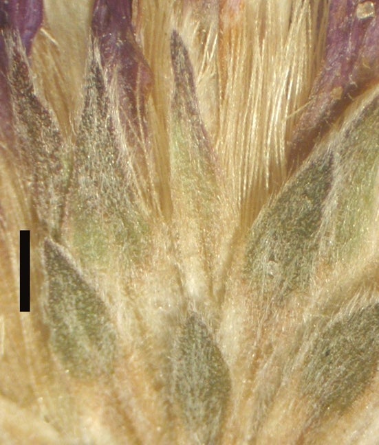 Symphyotrichum concolor var. concolor, phyllaries, 3930, Florida