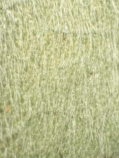 Symphyotrichum concolor var. concolor, mid stem leaf surface, 6213, GA