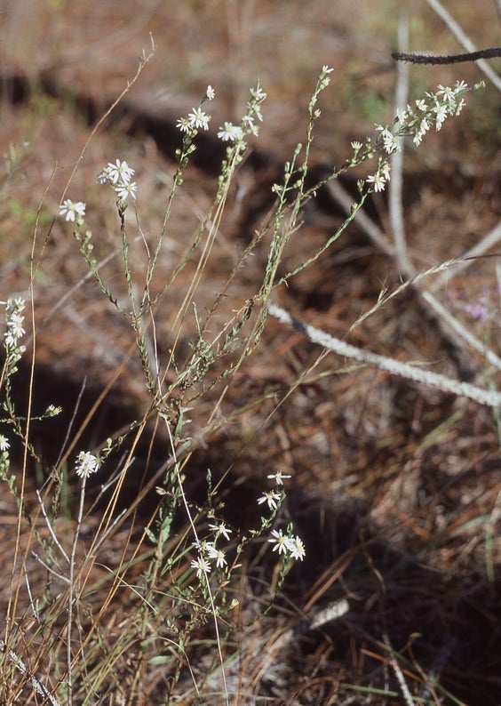 Symphyotrichum concolor var. concolor, very rare white rayed morph, 6080, South Carolina