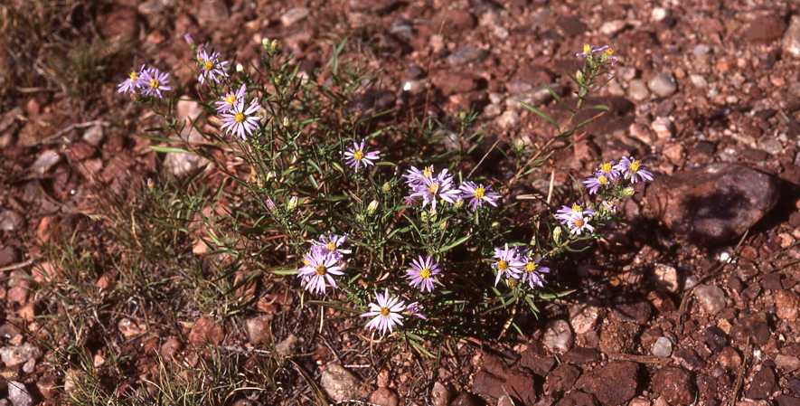 Symphyotrichum fendleri, 7274, Garden of the Gods, Colorado