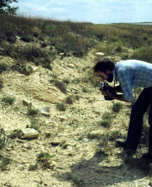 Symphyotrichum fendleri and Luc Brouillet, 7323, Kansas, 1983