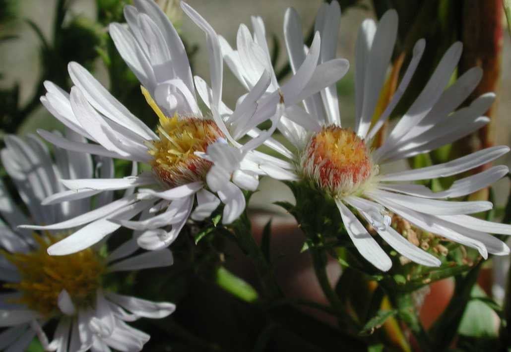 Symphyotrichum lanc hesp S 11273 hd UT