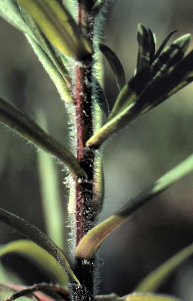 Symphyotrichum lanceolatum var hirsuticaule stem 4993 MI