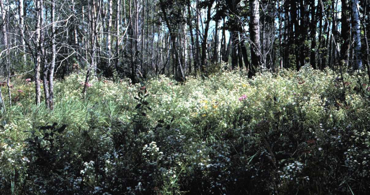 Symphyotrichum lanceolatum var hirsuticaule S 9084 WI