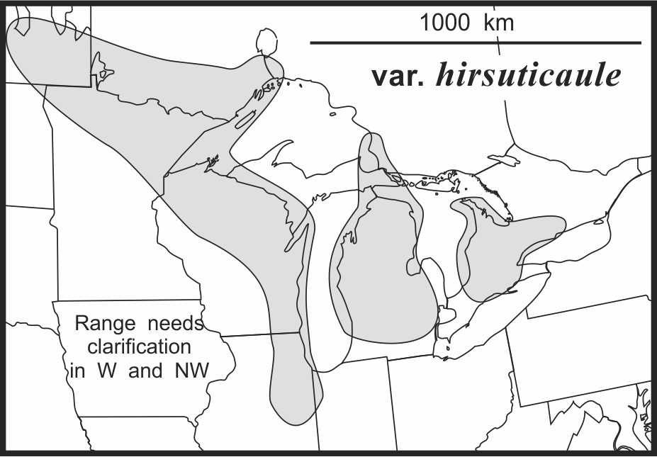 Symphyotrichum lanceolatum hirsuticaule range draft JCS