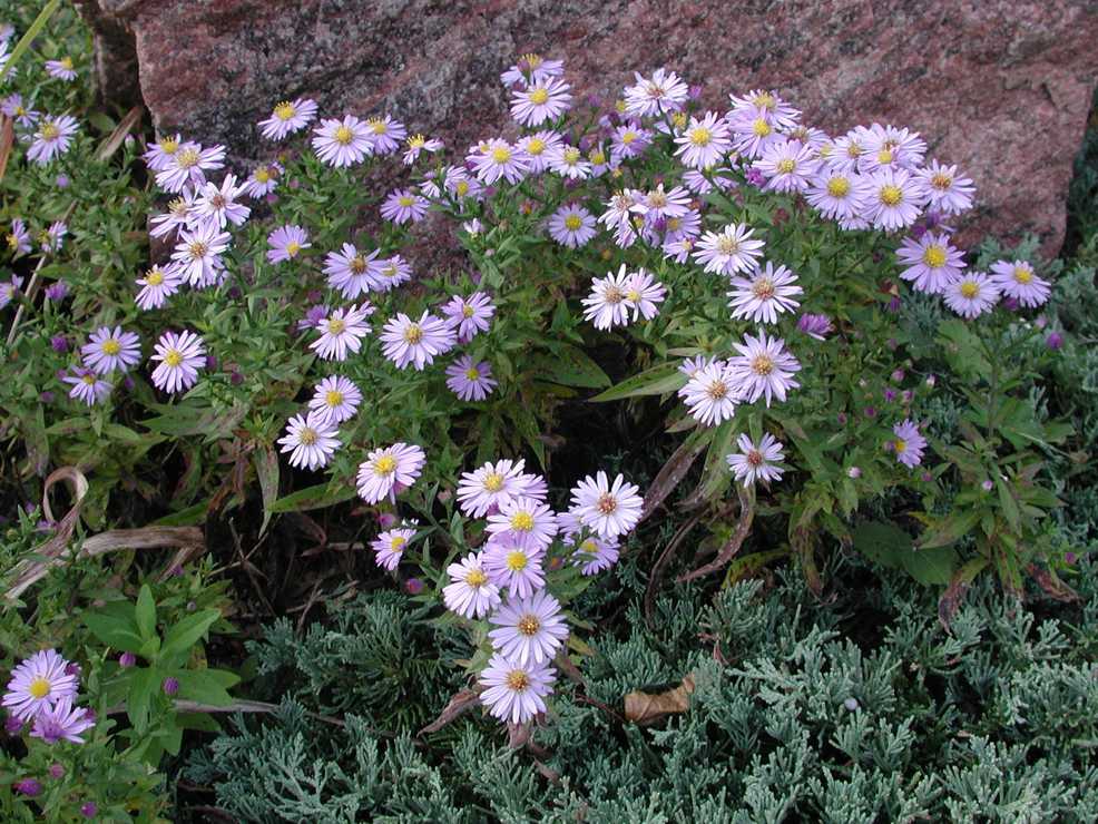 Symphyotrichum novi-belgii, dwarf cultivar "dumosus" 