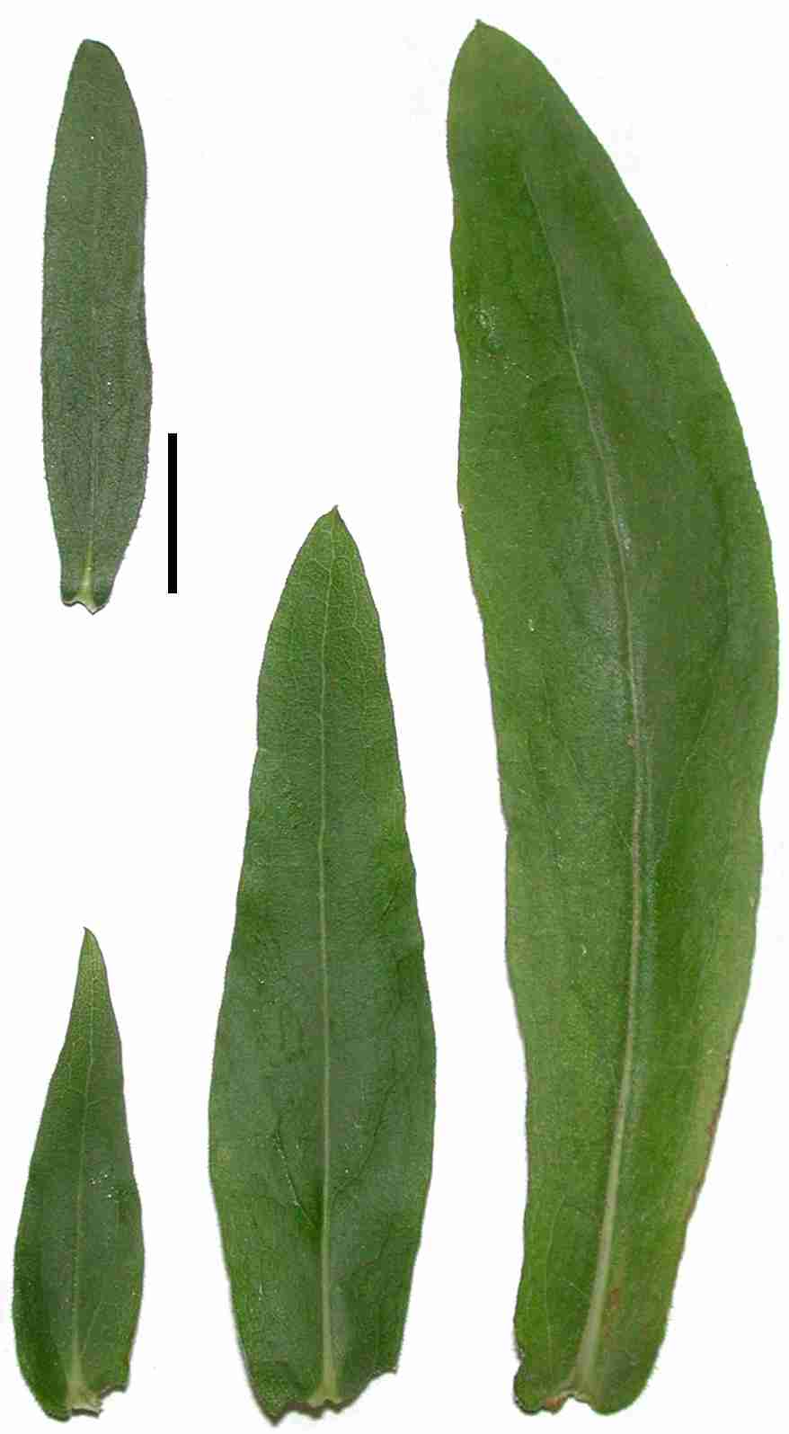 Symphyotrichum oblongifolium leaf series