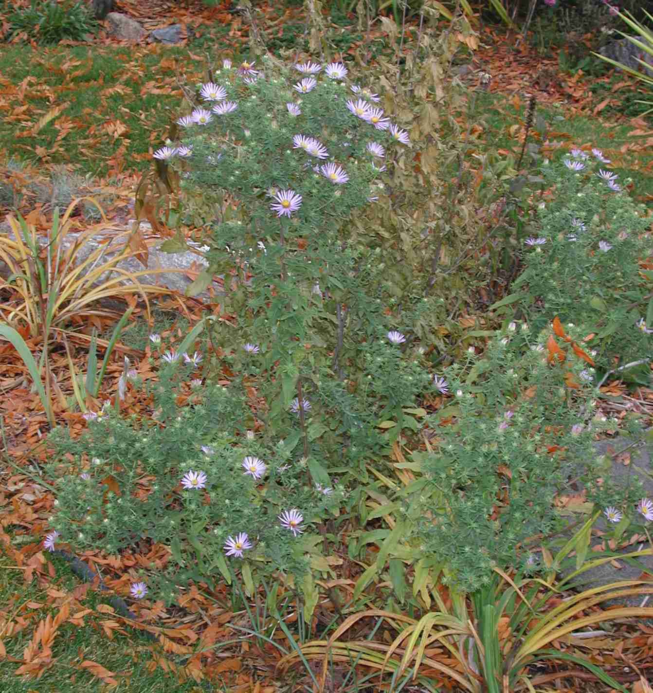 Symphyotrichum oblongifolium cultivar Raydon's Choice, Waterloo, Ontario