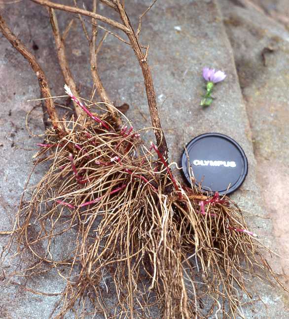 Symphyotrichum oblongifolium, rootstock and woody stems, 5855, Pennsylvania
