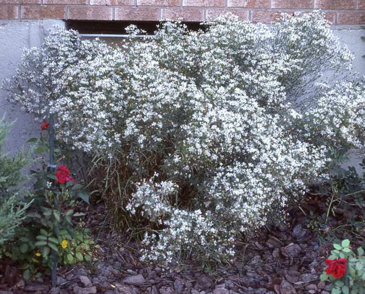 Symphyotrichum pilosum var. pringlei, from Bruce Penin., cult. Waterloo ON