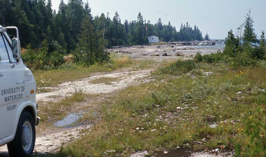 Symphyotrichum pilosum var. pringlei, limestone pavement habitat, Bruce Penin., Ontario