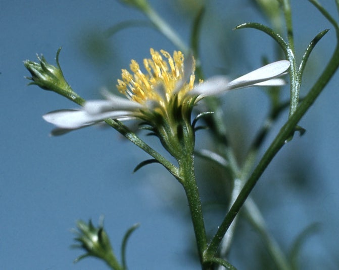 Symphyotrichum pilosum var. pringlei, head, Manitoulin Is., ON, cult WAT