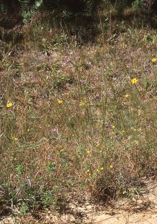 Symphyotrichum plumosum, 10925, Franklin Co., Florida