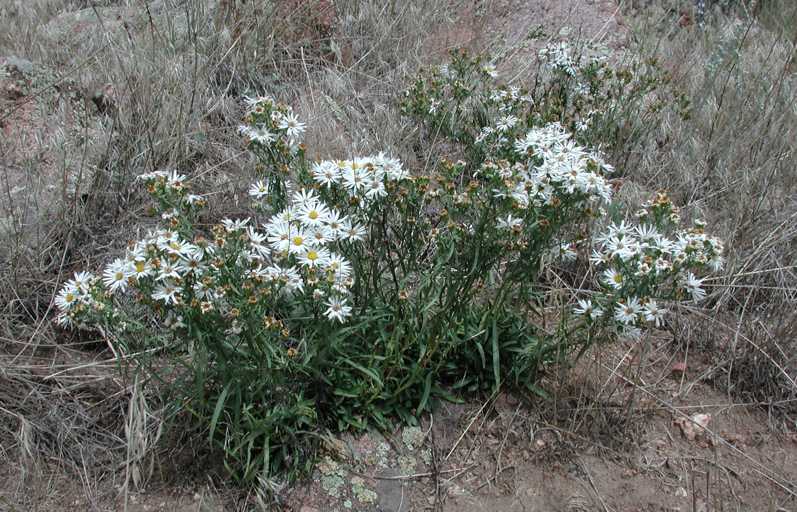 Symphyotrichum porteri, 11234, Larimer Co. just S of Wyo. state line, Colorado