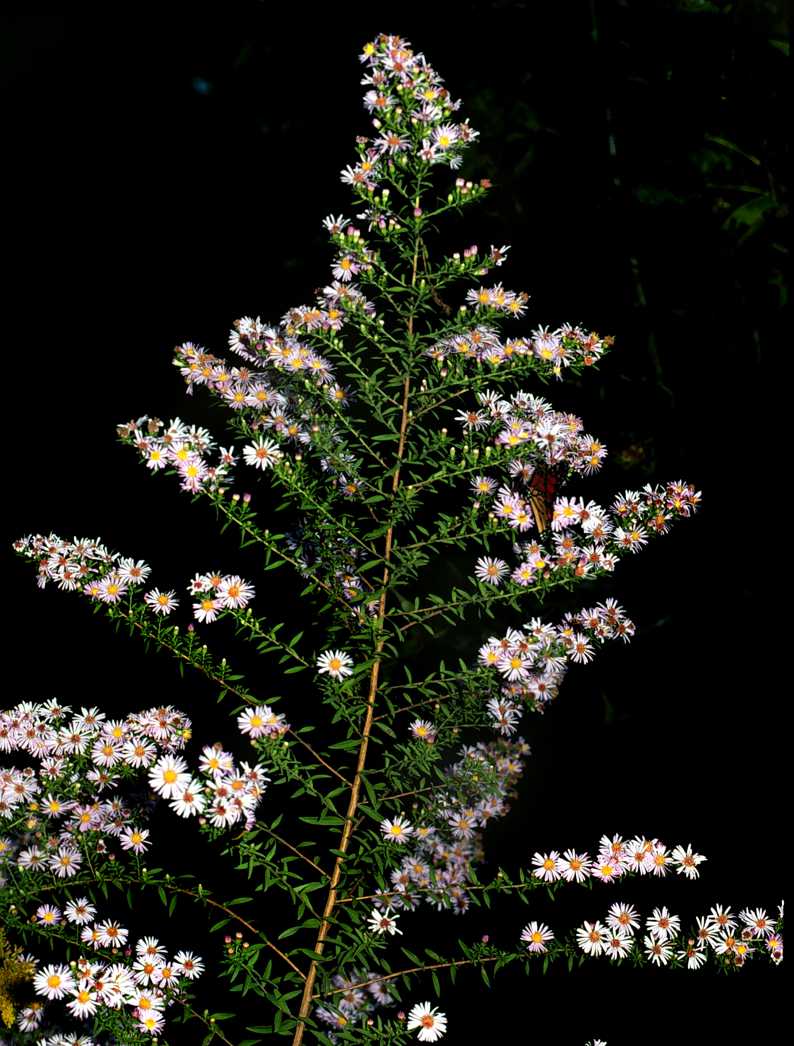 Symphyotrichum praealtum praealtum inflor S 3830 LA