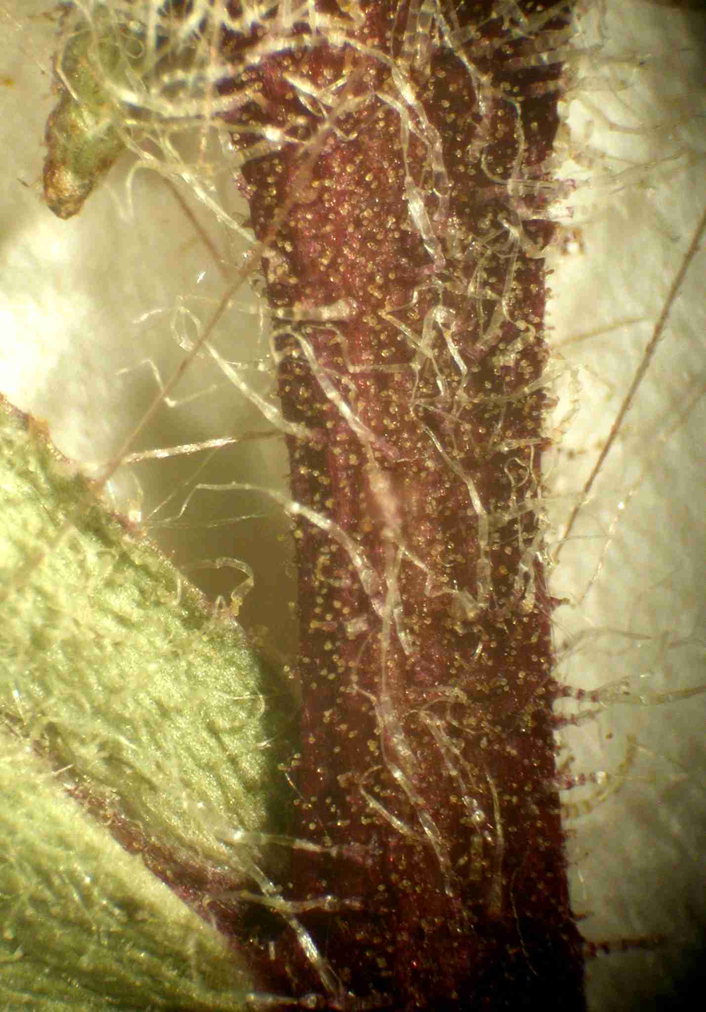 Symphytrichum pygmaeum stm Barry sn DAO